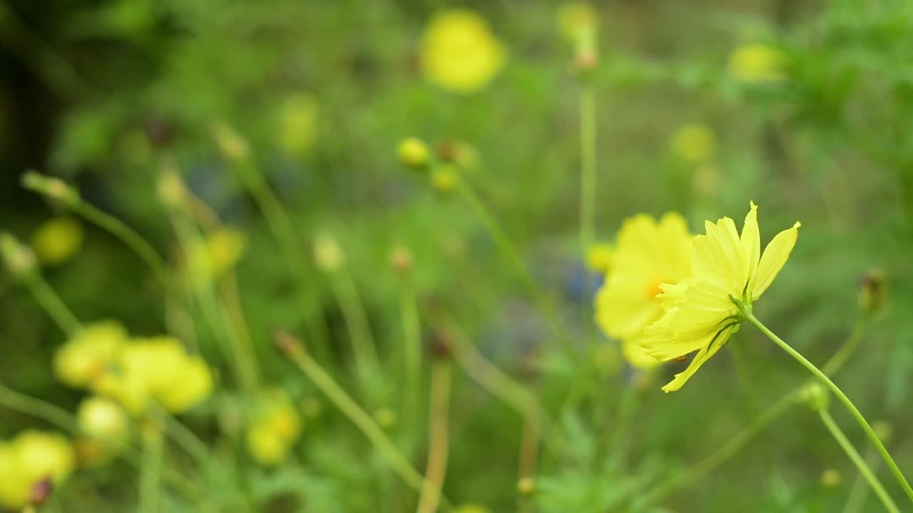 夏天的田野里，黄色的宇宙花在阳光下盛开。自然美。视频素材