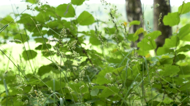 草和绿色植物在微风中摇曳视频素材