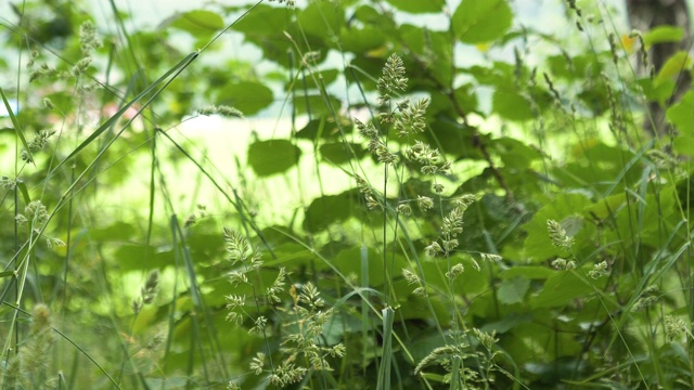 草和绿色植物在微风中摇曳视频素材