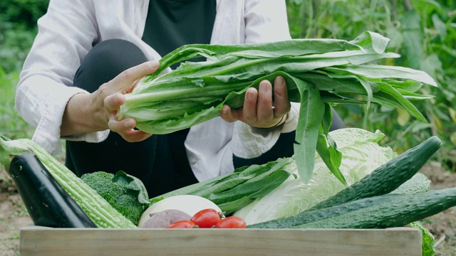 农夫在田里种植新鲜蔬菜视频素材