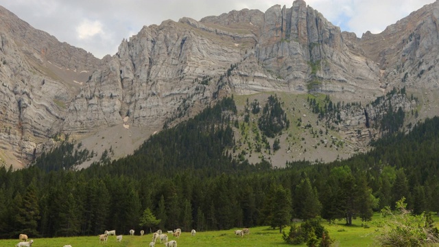 令人惊叹的比利牛斯山脉在夏天的山脊和高山草甸。Los Pirineos en verano。视频素材