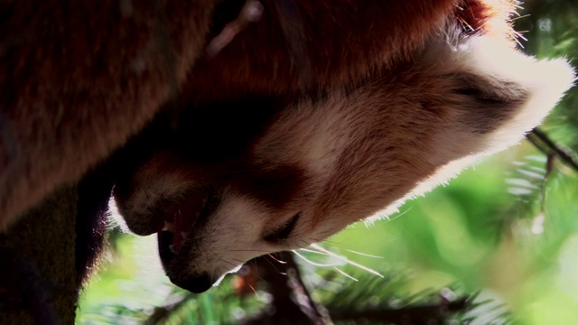 小熊猫睡觉的特写视频素材