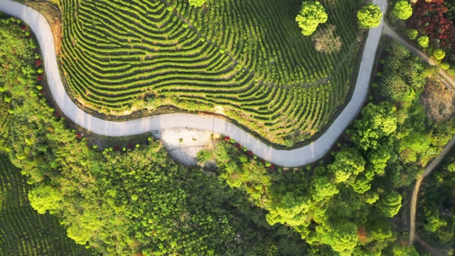 飞机空中种植绿茶视频素材