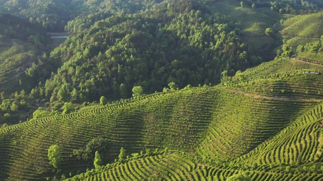 飞机空中种植绿茶视频素材