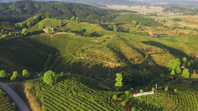 飞机空中种植绿茶视频素材