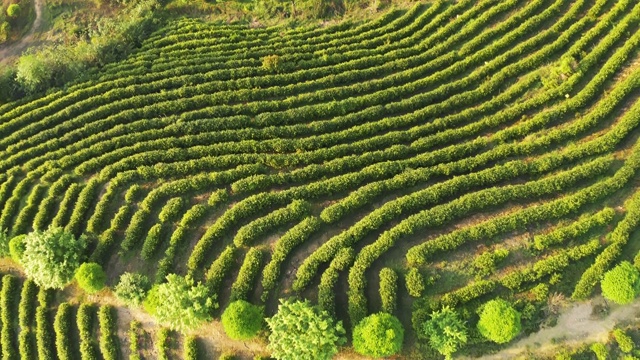 飞机空中种植绿茶视频素材