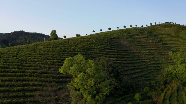 飞机空中种植绿茶视频素材