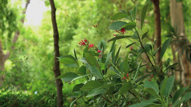 美丽的印度，花，叶，树美丽的红花在花园里的一个印度视频下载