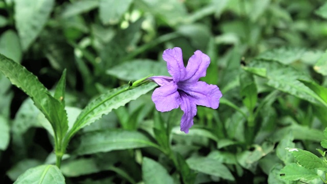 美丽，花，花园，叶子，近，颜色，印度，美丽的花在一个印度的花园视频素材