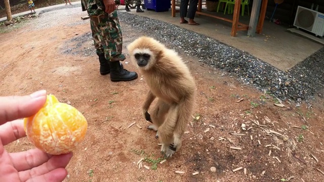 可爱的吉本斯玩视频素材