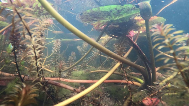 在有淡水藻类的沼泽下面视频素材