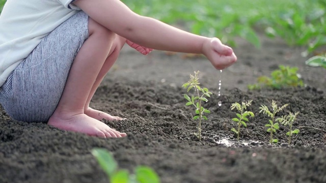 小女孩在给植物浇水视频素材