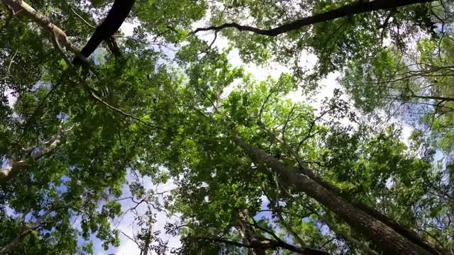 在雨林中寻找树木视频素材