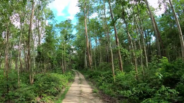 在通往雨林的土路上开车视频素材