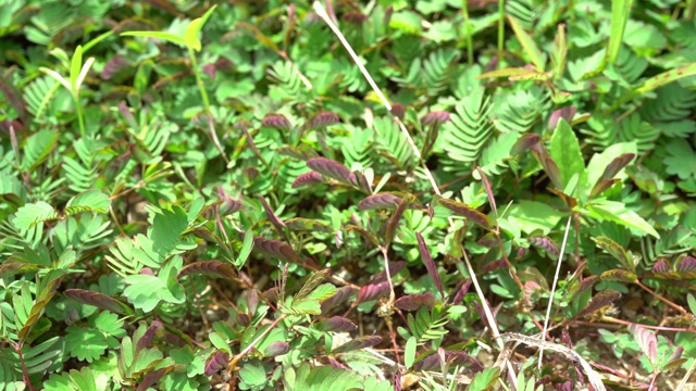 含羞草(嗜睡植物或敏感植物)的运动视频素材