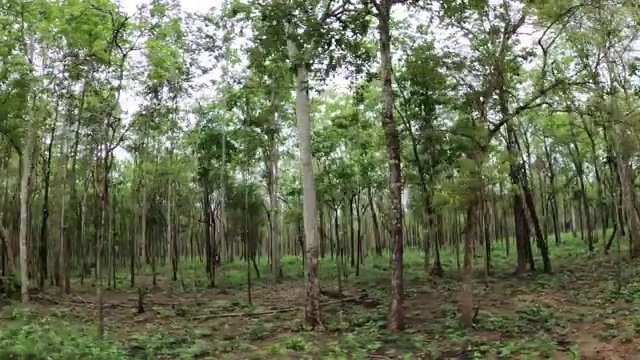 在泰国怀卡康野生动物保护区的土路上行驶。视频素材