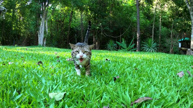 猫在绿色草地上散步视频素材