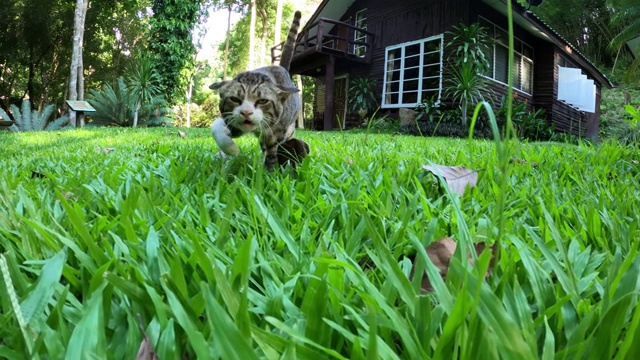 猫在绿色草地上散步视频素材