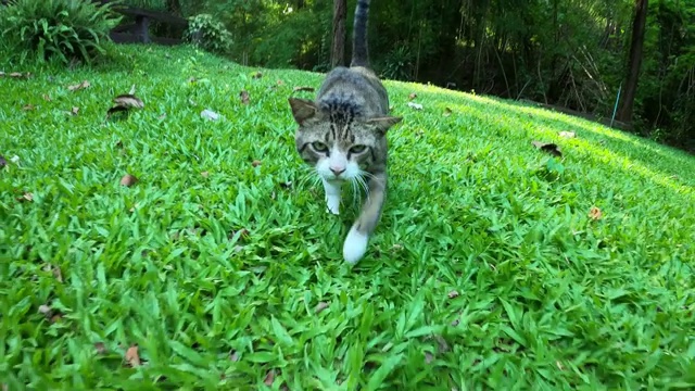 猫在绿色草地上散步视频素材