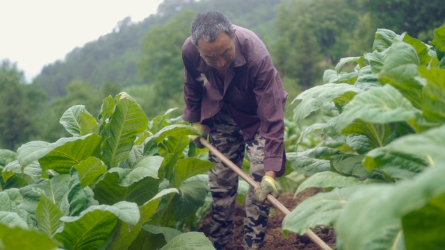 农夫在他的庄稼上工作视频素材