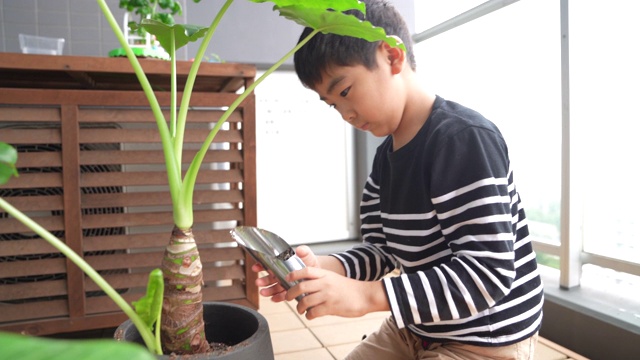 一个男孩正在种一株叶植物视频素材