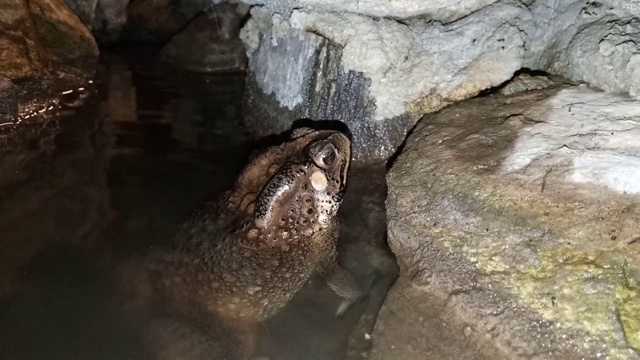 水中的蟾蜍视频素材