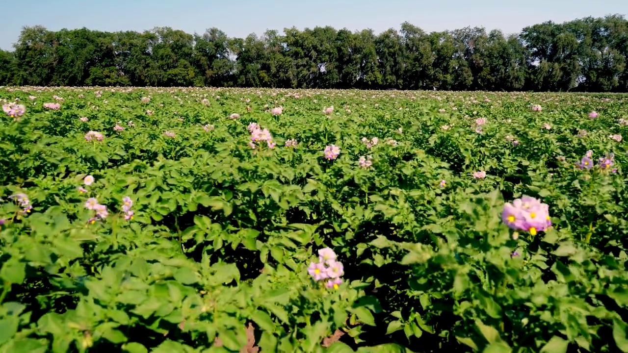 多汁的绿色，粉红色，开着花的土豆种植在农田里。马铃薯生长。农业。夏天阳光灿烂的日子视频素材