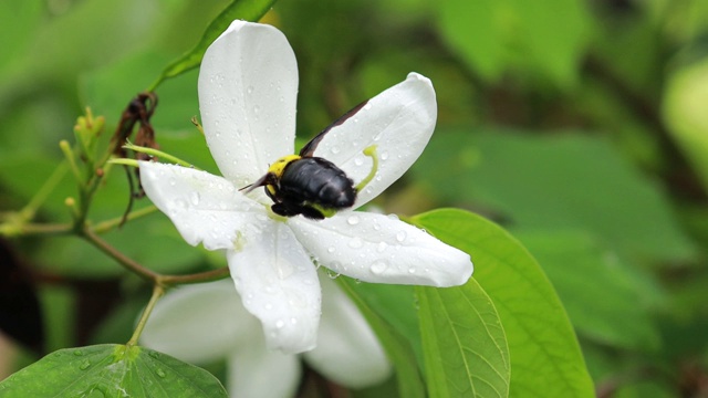 木匠蜂在白花上。黄尾大黄蜂(熊蜂)。蜜蜂在白色的花朵中采集花粉。视频素材