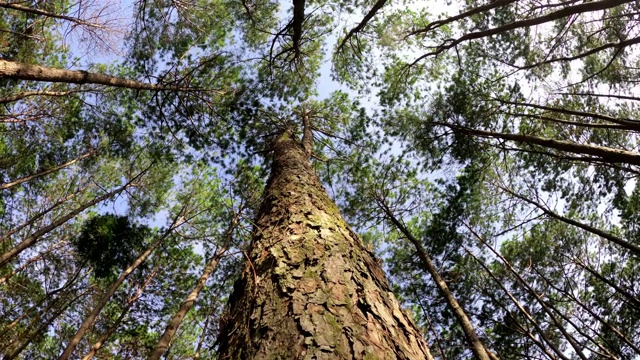 仰望松树林视频素材