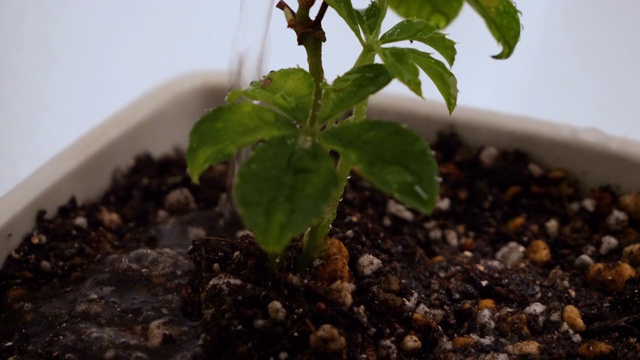 室内植物浇水。视频素材