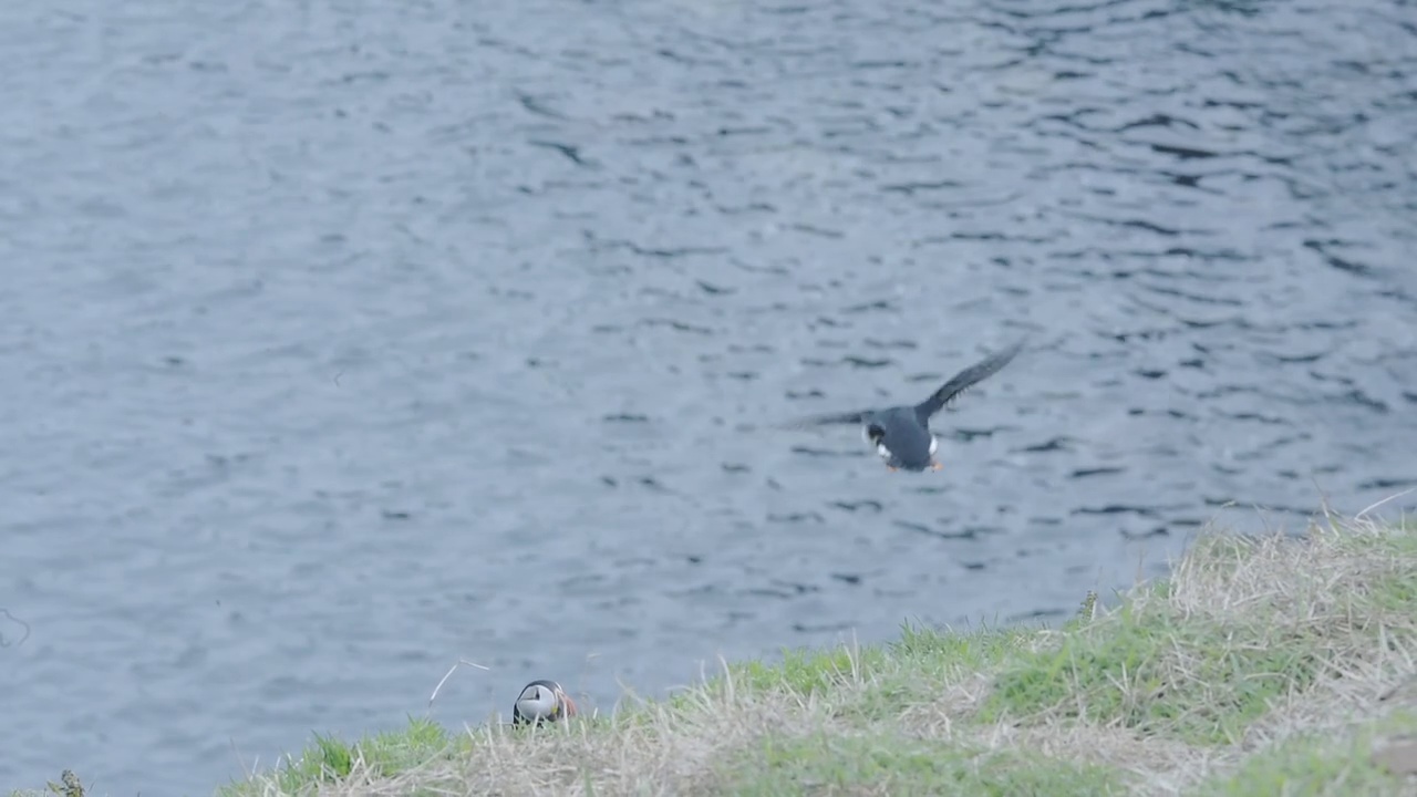 一只大西洋海雀飞过威尔士斯科默岛陡峭的海岸线视频素材