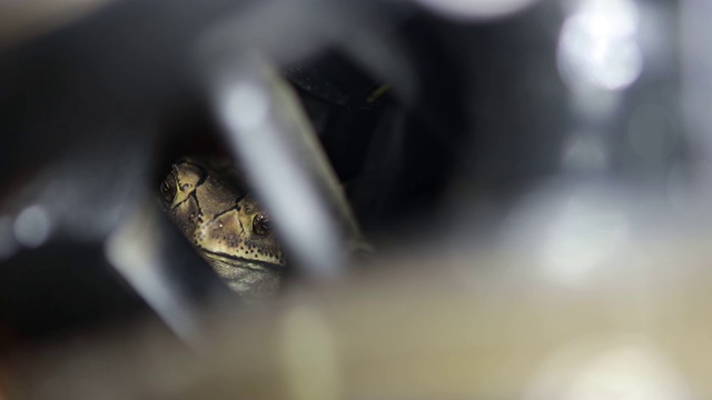 弗格森蟾蜍(Bufo fergusonii)过去施耐德蟾蜍(矮)两栖动物(Duttaphrynus melanostictus)到斯里兰卡和印度。图片捕捉从夜晚与黑暗的背景。视频素材