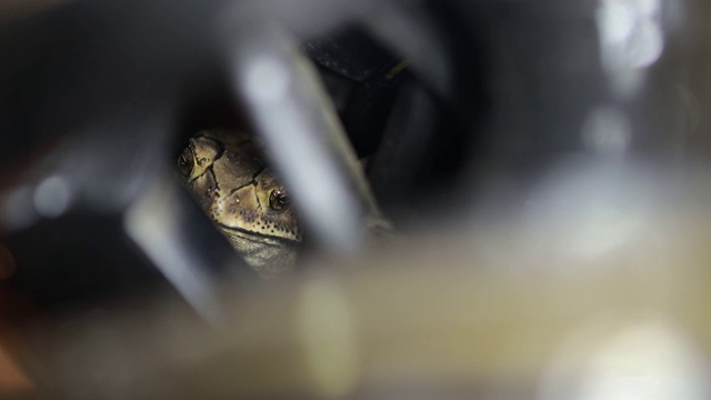 弗格森蟾蜍(Bufo fergusonii)过去施耐德蟾蜍(矮)两栖动物(Duttaphrynus melanostictus)到斯里兰卡和印度。图片捕捉从夜晚与黑暗的背景。视频素材