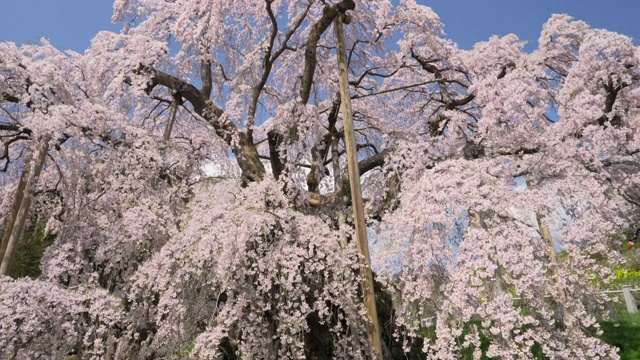 LA TU se Miharu Takizakura cherry tree, Miharu，福岛县，日本视频素材