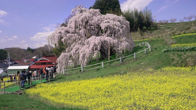 日本福岛县三春山上的樱花和油菜籽田，WS CS视频素材