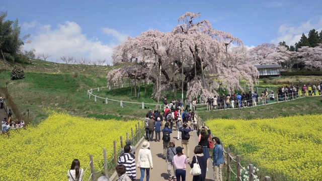 日本福岛县三春山上的樱花和油菜籽田，WS CS视频素材