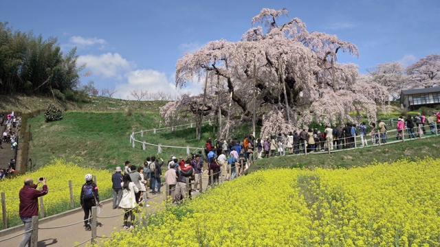 日本福岛县三春山上的樱花和油菜籽田，WS CS视频素材