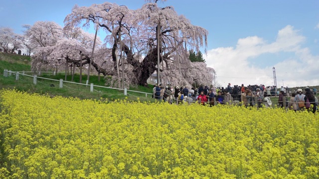 日本福岛县三春山上的三春竹樱樱桃树和油菜籽田视频素材