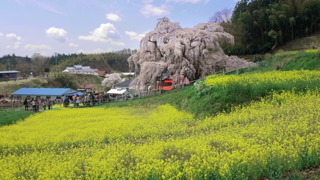 日本福岛县三春山上的樱花和油菜籽田，WS CS视频素材