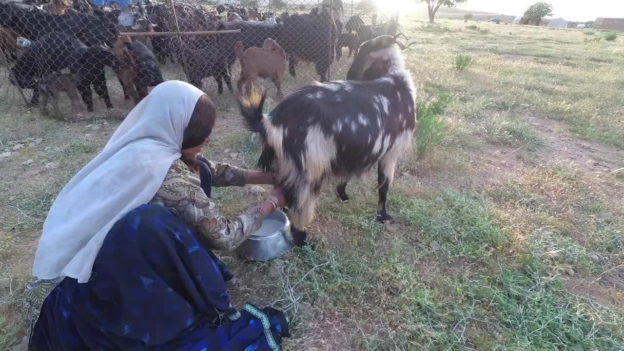 伊朗设拉子，一位正在挤山羊奶的游牧妇女视频下载