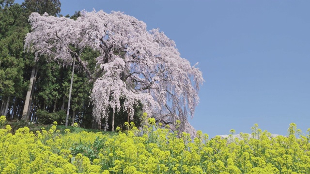 WS DS Kassenba哭泣樱桃树，二本松，日本福岛县视频素材