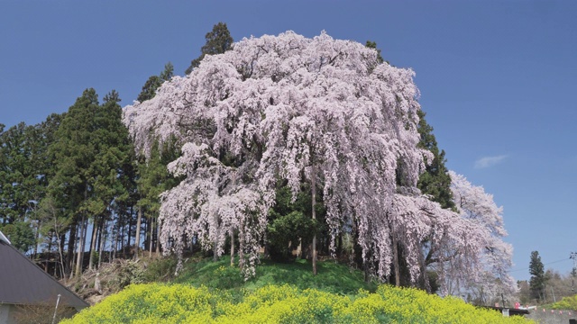 WS CS Kassenba哭泣樱桃树，二本松，日本福岛县视频素材