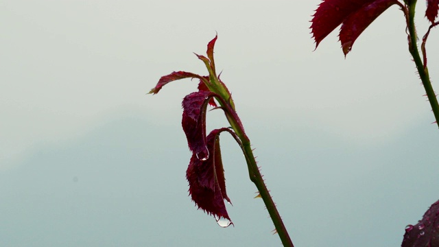 雨天的场景视频素材