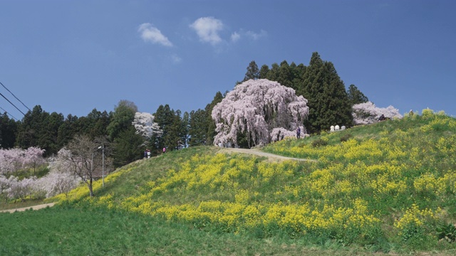 WS CS Kassenba哭泣樱桃树，二本松，日本福岛县视频素材