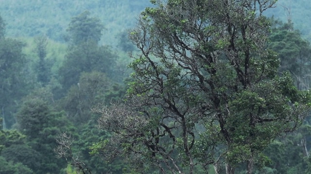 非洲山地森林，阿伯代尔国家公园，肯尼亚，一个多云和情绪化的日子视频素材