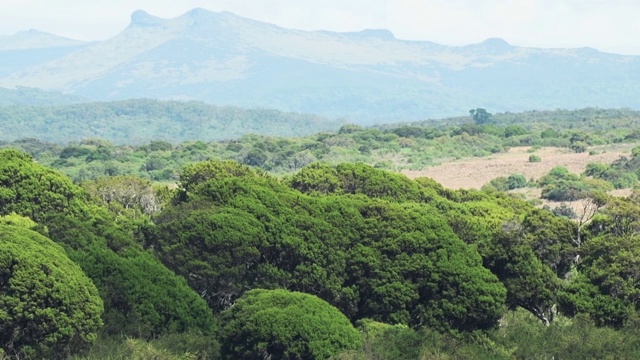 非洲山地森林风景，阿伯代尔国家公园，肯尼亚视频素材