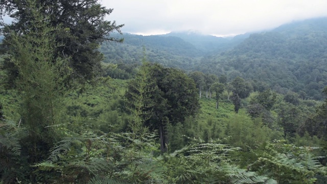 非洲山地森林全景，阿伯代尔国家公园，肯尼亚视频素材