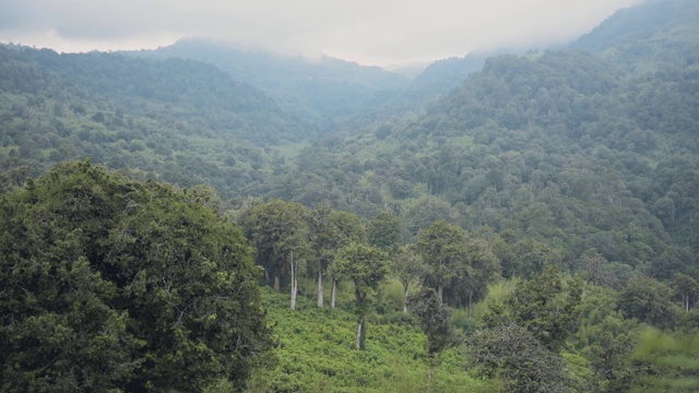 非洲山地森林景观，阿伯代尔国家公园，肯尼亚视频素材