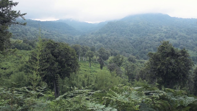 非洲山地森林景观，阿伯代尔国家公园，肯尼亚，在一个忧郁的日子视频素材