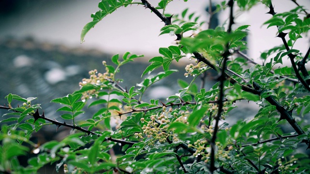 雨天的场景视频素材